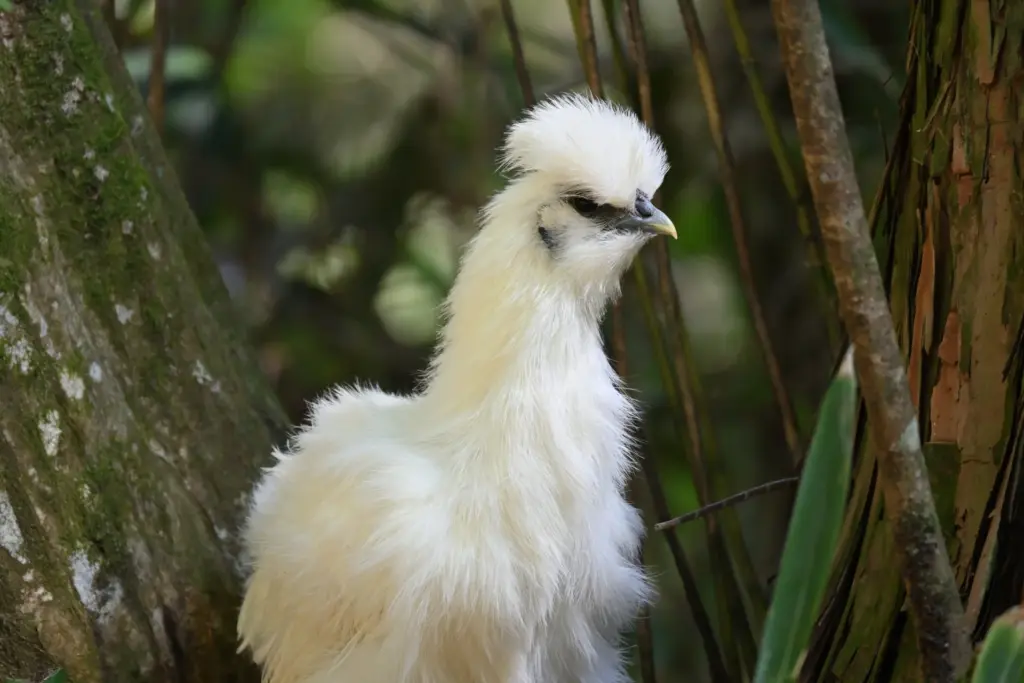 【品種】烏骨鶏の卵が高価なのは希少だから?栄養価が高いから?