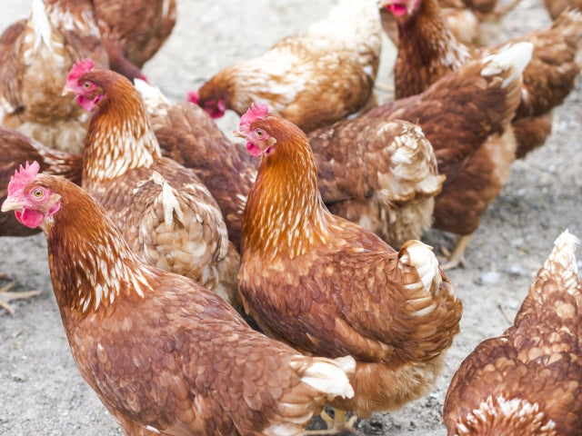 鳥インフルエンザに感染した鶏の卵は食べて大丈夫？