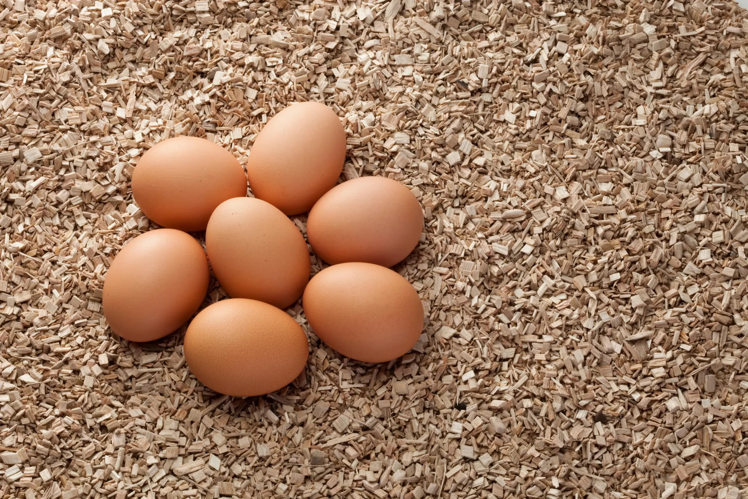 eggs
