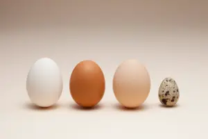 【栄養】硬い殻と柔らかい殻では育った環境や栄養素に違いはある？
